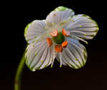 Largeleaf grass of Parnassus